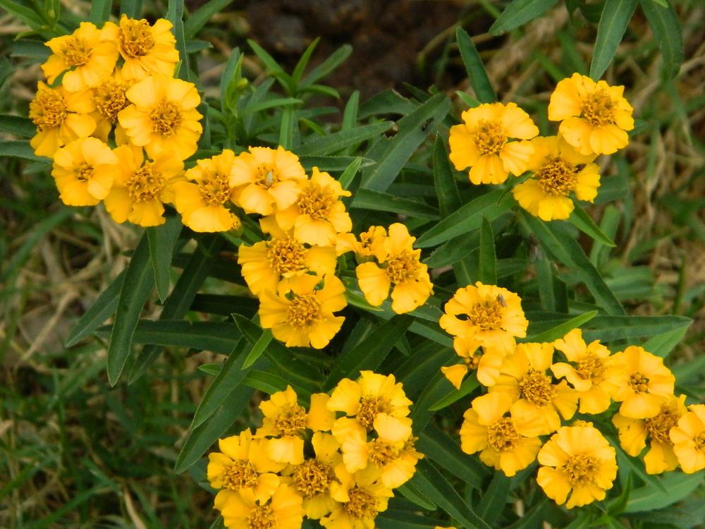 Photo of Mexican Mint Marigold (Tagetes lucida) uploaded by wildflowers