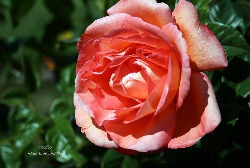 Photo of Rose (Rosa 'Voodoo') uploaded by Calif_Sue