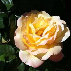 Location: San Jose Heritage Rose Garden
Date: 2008-05-22
