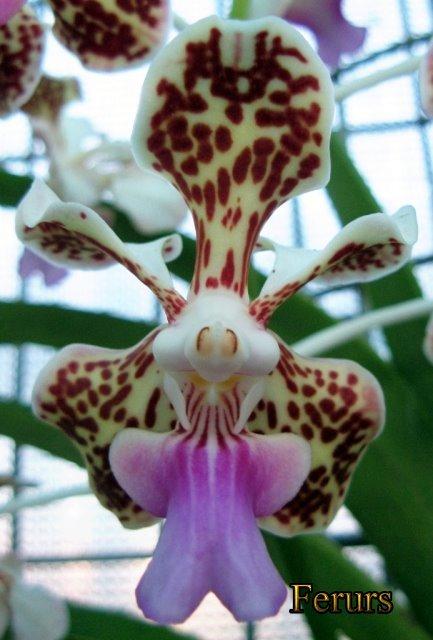 Photo of Orchid (Vanda tricolor) uploaded by Ferenc