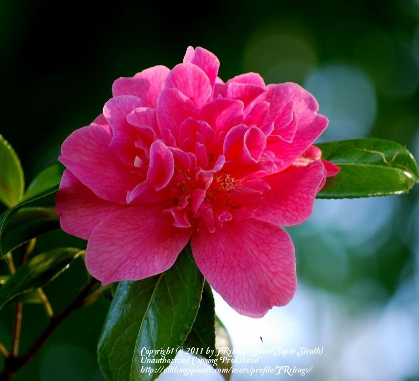 Photo of Hybrid Camellia (Camellia 'Senorita') uploaded by JRsbugs