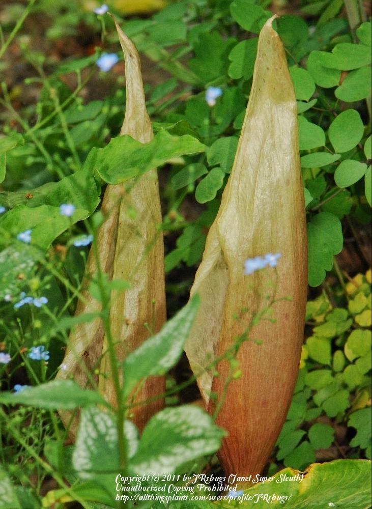 Photo of Arum (Arum concinnatum x cyrenaicum) uploaded by JRsbugs