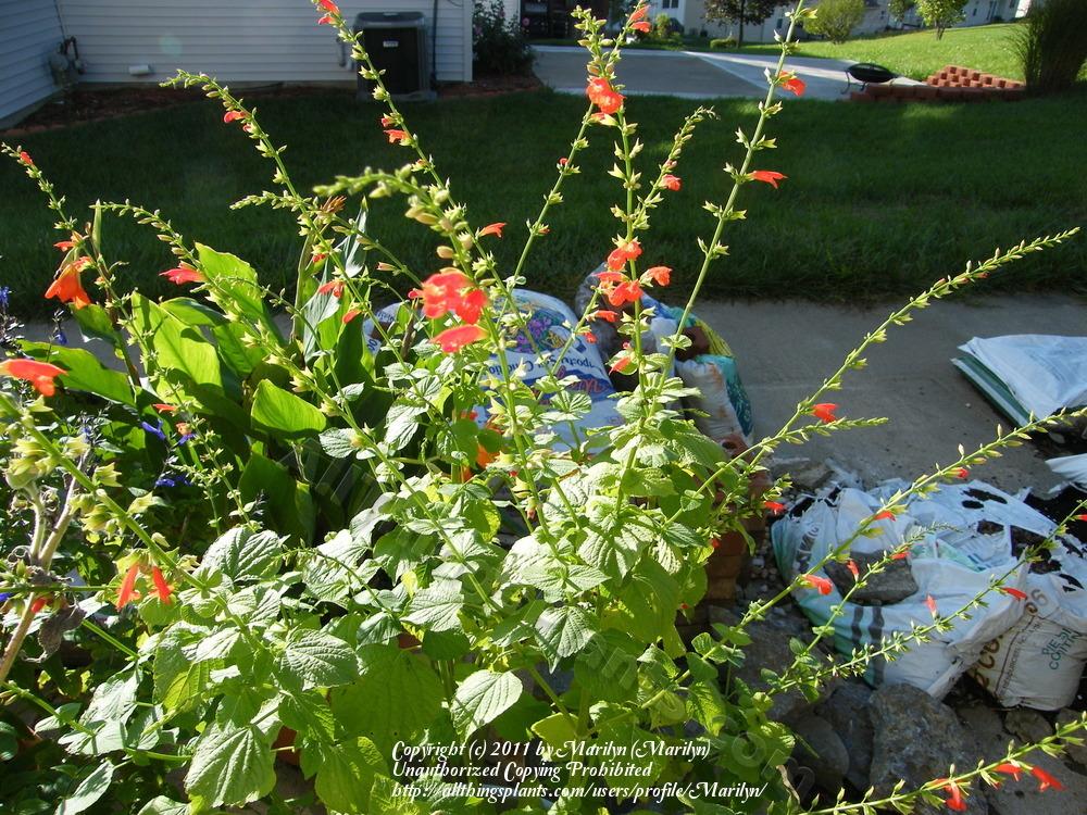Photo of Salvia (Salvia subrotunda) uploaded by Marilyn