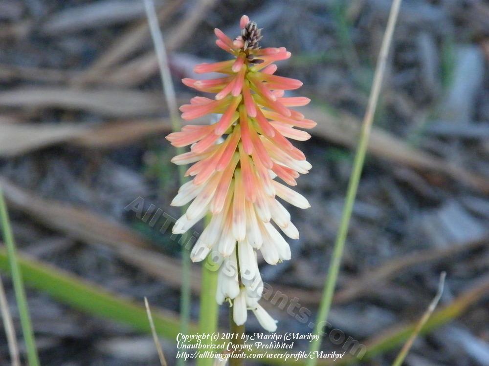 Photo of Red-hot Poker (Kniphofia 'Border Ballet') uploaded by Marilyn