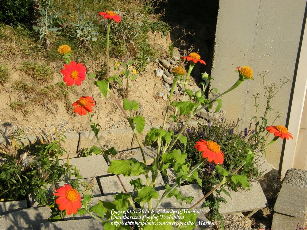 Photo of Mexican Sunflower (Tithonia rotundifolia 'Torch') uploaded by Marilyn