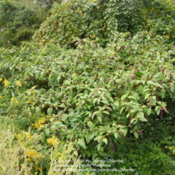 Location: Growing along side our property in Northern KY
Date: 2011-10-28
Large plant in the center of photo.