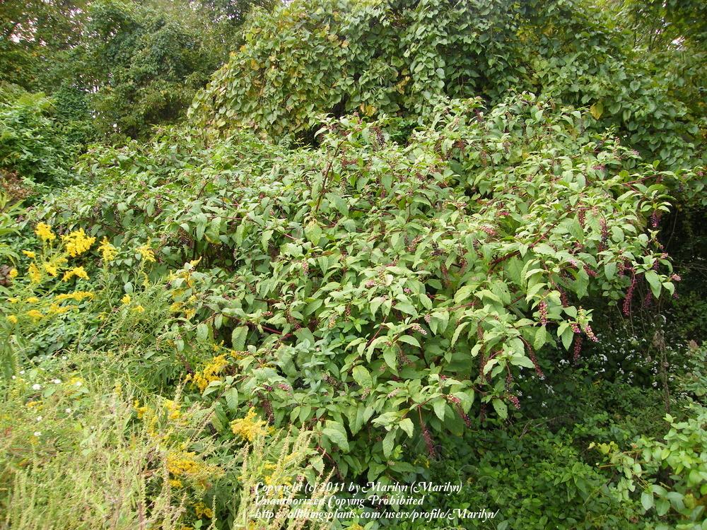 Photo of Pokeweed (Phytolacca americana) uploaded by Marilyn