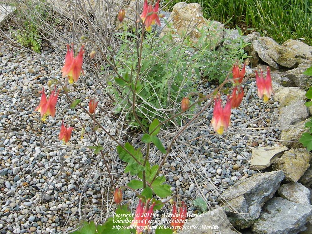 Photo of Eastern Red Columbine (Aquilegia canadensis) uploaded by Marilyn