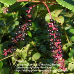 Location: Growing along side our property in Northern KY
Date: 2009-09-28
Ripe berries for the birds.