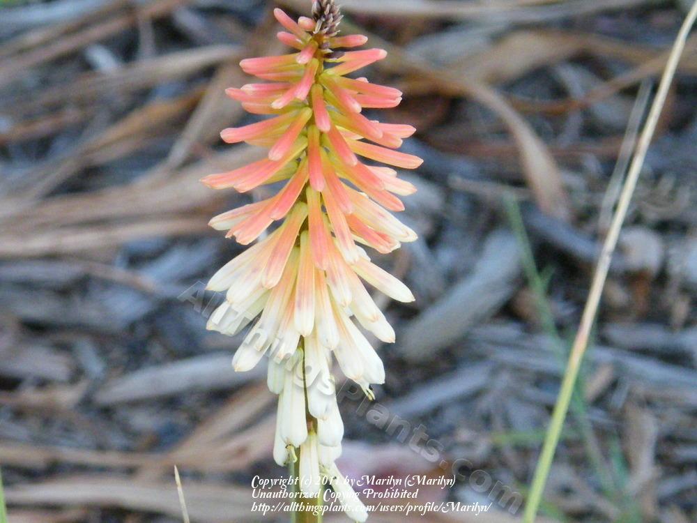 Photo of Red-hot Poker (Kniphofia 'Border Ballet') uploaded by Marilyn