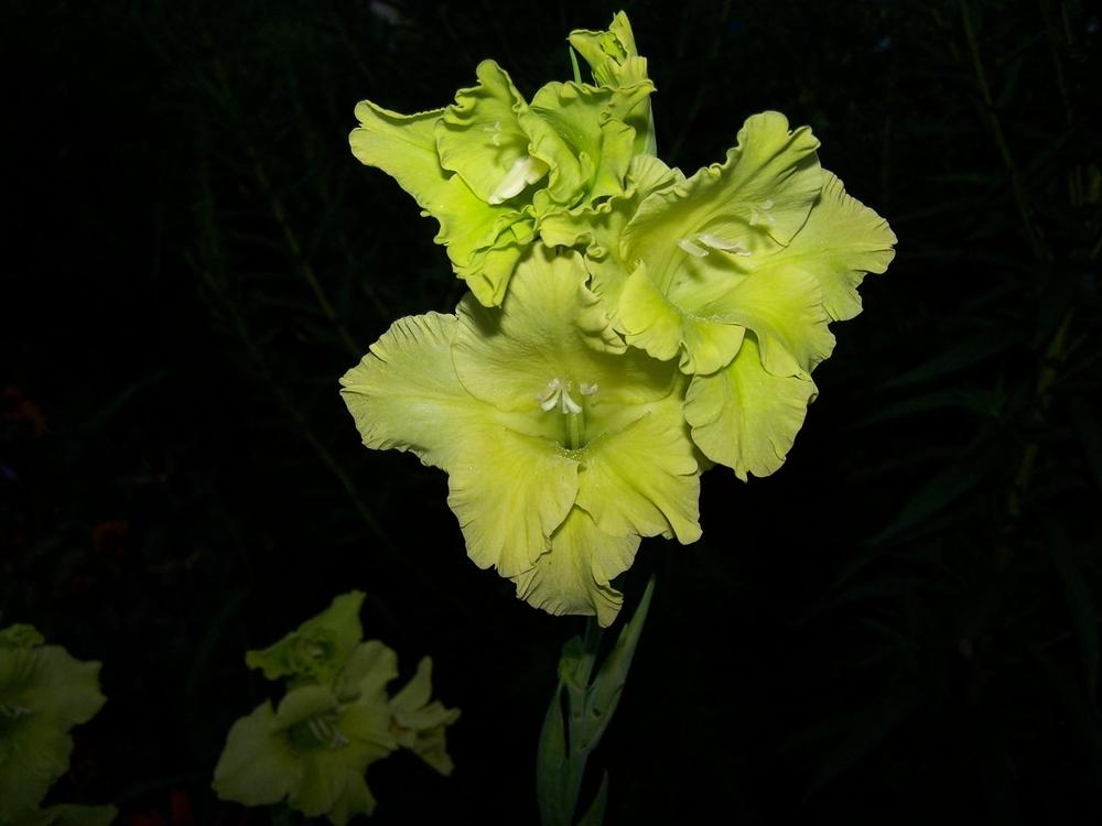 Photo of Hybrid Gladiola (Gladiolus 'Green Star') uploaded by jmorth