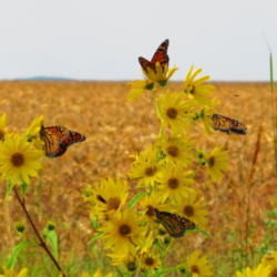Location: central Illinois
Date: 2011-09-20
Butterfly Magnet