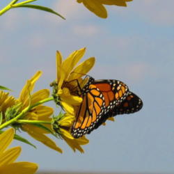 Location: central Illinois
Date: 2011-09-20
Butterfly Magnet