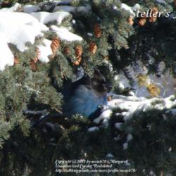 Location: My zone 3a garden
Date: 2010-11-23
The spruce tree provides winter shelter for this Steller's Jay