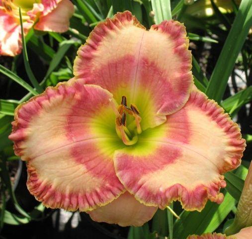Photo of Daylily (Hemerocallis 'Frank's Adorable Candy') uploaded by vic
