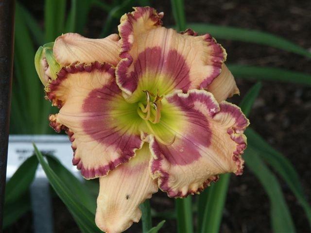 Photo of Daylily (Hemerocallis 'Force to Be Reckoned With') uploaded by vic