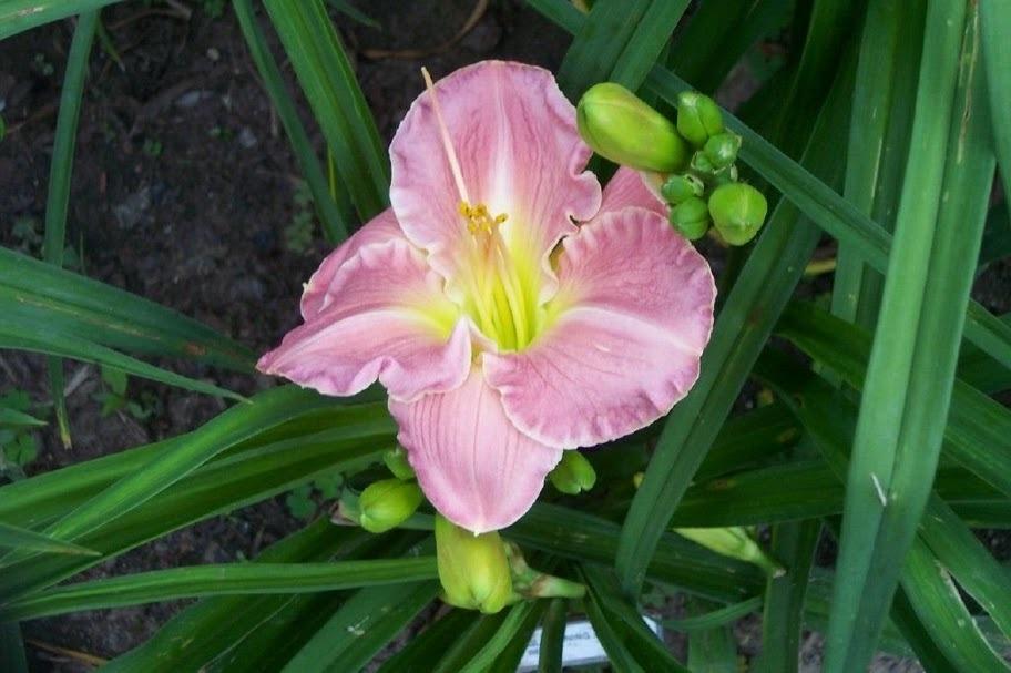 Photo of Daylily (Hemerocallis 'Glistening Bouquet') uploaded by vic