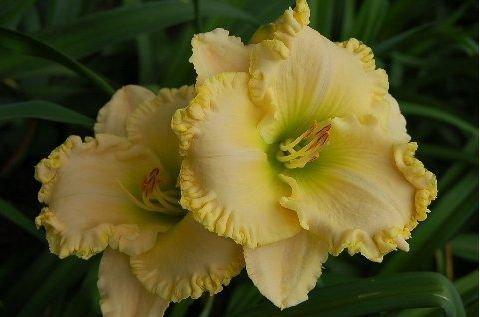 Photo of Daylily (Hemerocallis 'Flossie Laird') uploaded by vic