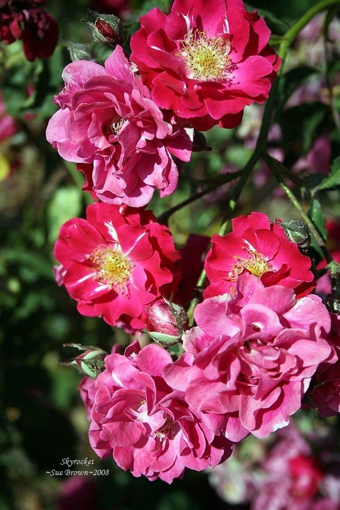 Photo of Rose (Rosa 'Skyrocket') uploaded by Calif_Sue