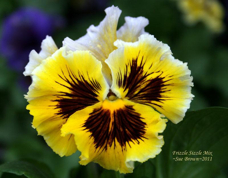 Photo of Violet (Viola cornuta 'Frizzle Sizzle Mix') uploaded by Calif_Sue