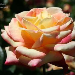 Location: San Jose Municipal Rose Garden
Date: 2008-05-13