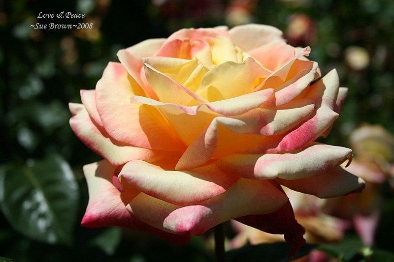 Photo of Rose (Rosa 'Love & Peace') uploaded by Calif_Sue