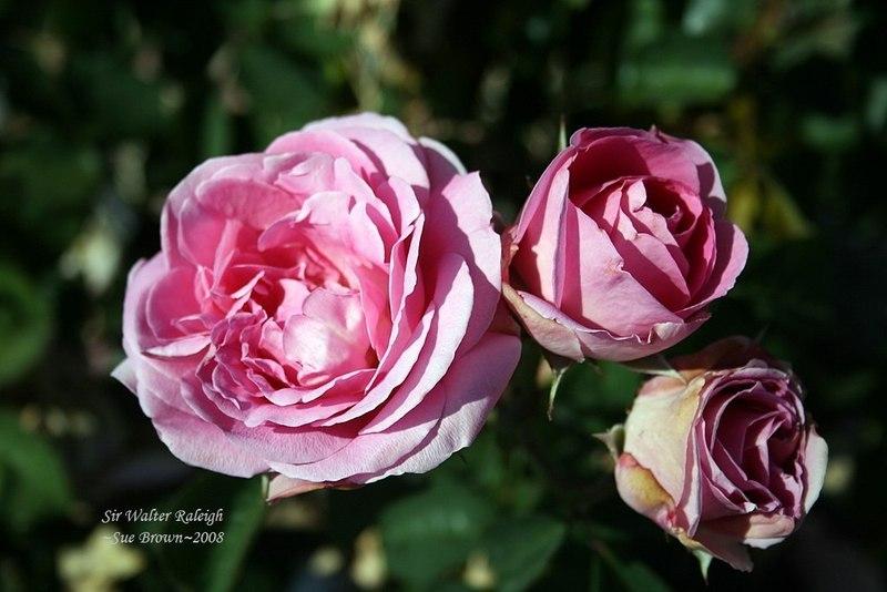 Photo of Rose (Rosa 'Sir Walter Raleigh') uploaded by Calif_Sue