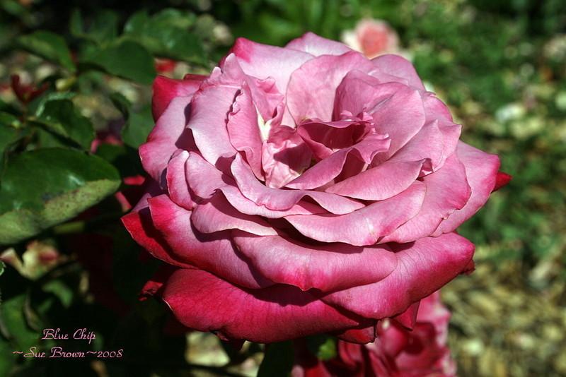 Photo of Rose (Rosa 'Blue Chip') uploaded by Calif_Sue