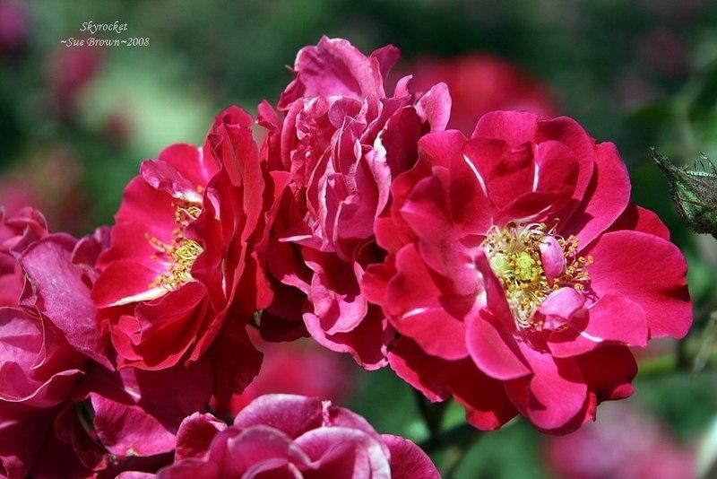 Photo of Rose (Rosa 'Skyrocket') uploaded by Calif_Sue