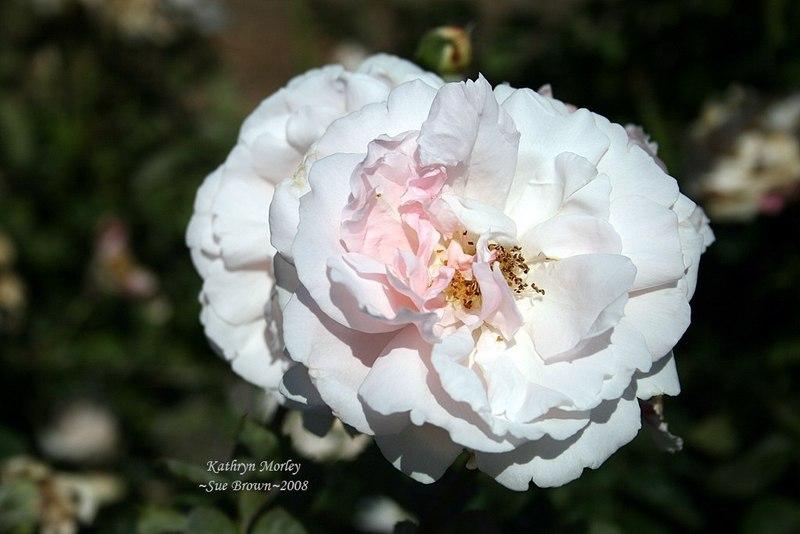 Photo of English Shrub Rose (Rosa 'Kathryn Morley') uploaded by Calif_Sue