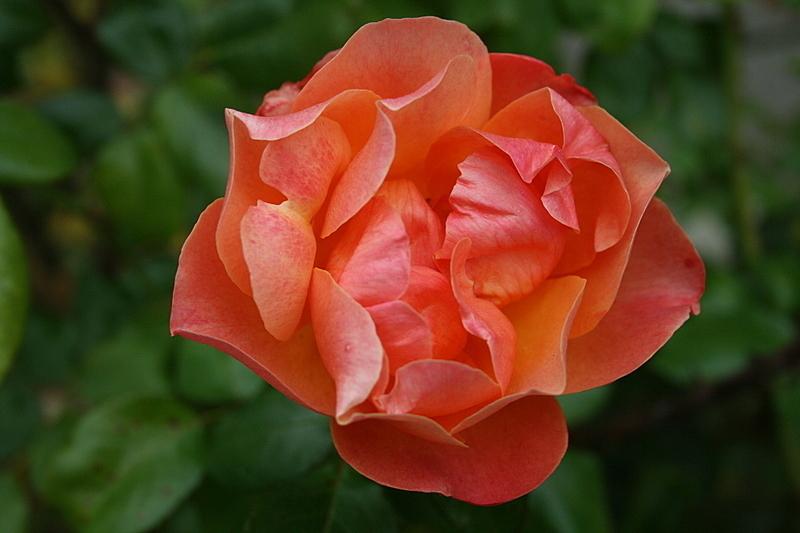 Photo of Floribunda Rose (Rosa 'Livin' Easy') uploaded by Calif_Sue