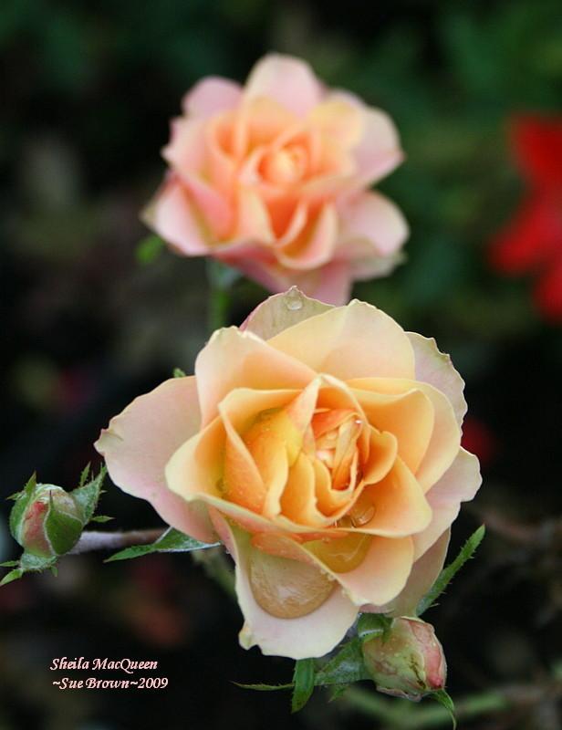 Photo of Rose (Rosa 'Sheila MacQueen') uploaded by Calif_Sue