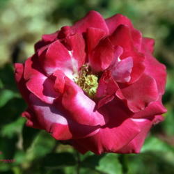 Location: San Jose Heritage Rose Garden
Date: 2008-05-20