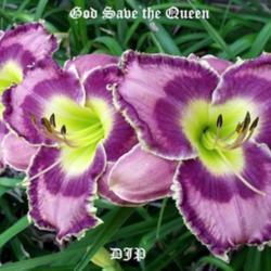 Location: Fort Worth Tx
Date: 2010-06-08
Daylily (Hemerocallis \"God Save the Queen\")