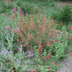 Location: My garden in Kentucky
Date: 2007-07-28