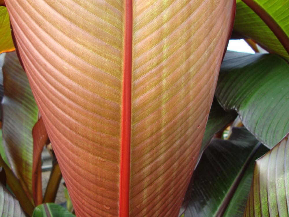 Photo of Red Banana (Ensete 'Tandarra Red') uploaded by Paul2032