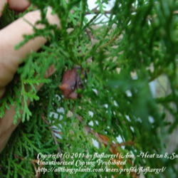 Location: zone 8/9 Lake City, Fl.
Date: 2011-11-26
cone on tree almost ready to open & release seeds