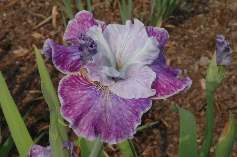 Photo of Siberian Iris (Iris 'Impression') uploaded by Calif_Sue