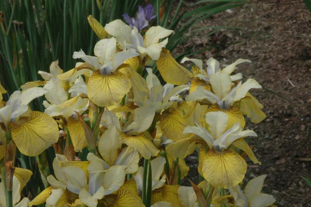 Photo of Siberian Iris (Iris 'Here Be Dragons') uploaded by Calif_Sue
