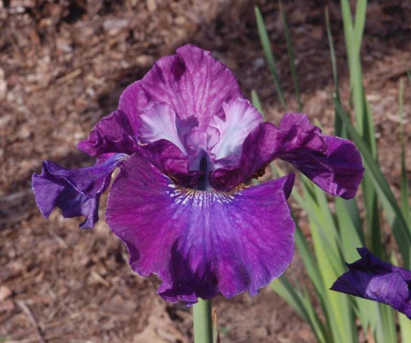 Photo of Siberian Iris (Iris 'Blackberry Jubilee') uploaded by Calif_Sue