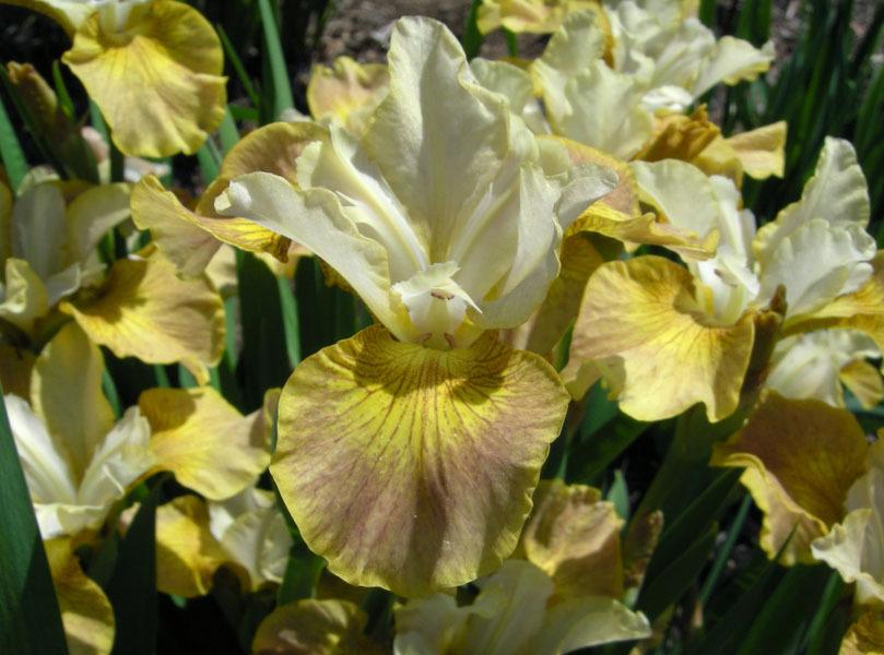 Photo of Siberian Iris (Iris 'Flying Fiddles') uploaded by Calif_Sue