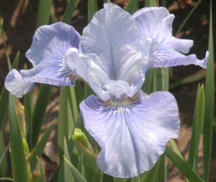 Photo of Siberian Iris (Iris 'Barefoot Boy') uploaded by Calif_Sue