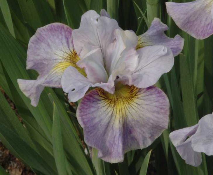 Photo of Siberian Iris (Iris 'Careless Sally') uploaded by Calif_Sue