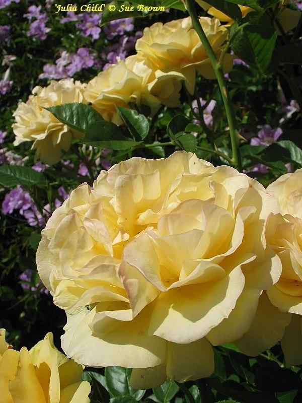 Photo of Floribunda Rose (Rosa 'Julia Child') uploaded by Calif_Sue