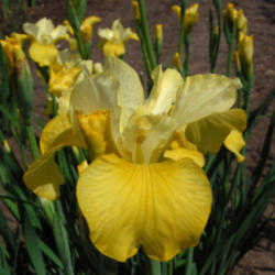 
Date: 2009-02-14
Photo courtesy of Joe Pye Weed's Garden  http://www.jpwflowers.co