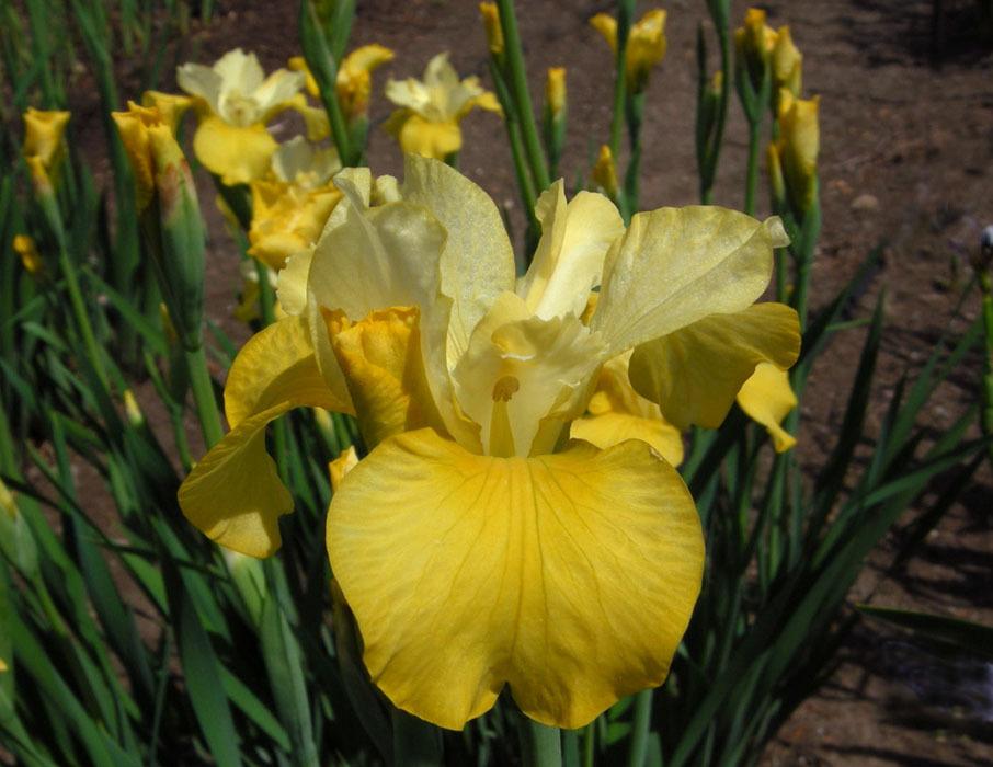 Photo of Siberian Iris (Iris 'Lucy Locket') uploaded by Calif_Sue