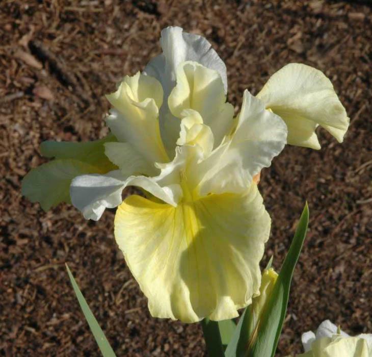 Photo of Siberian Iris (Iris 'In Full Sail') uploaded by Calif_Sue