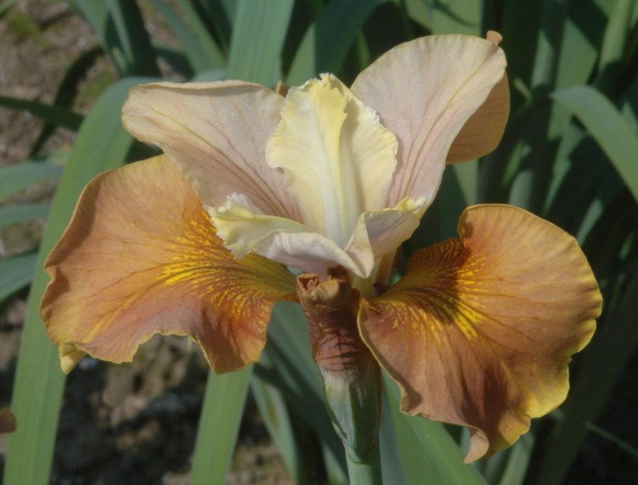Photo of Siberian Iris (Iris 'Humors of Whiskey') uploaded by Calif_Sue