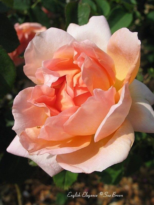 Photo of Rose (Rosa 'English Elegance') uploaded by Calif_Sue