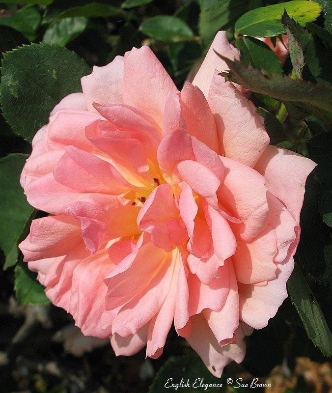 Photo of Rose (Rosa 'English Elegance') uploaded by Calif_Sue